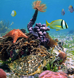 Buceo en Panamá