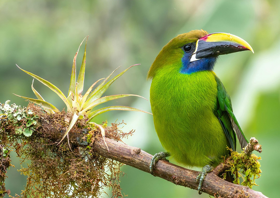 Descubre Costa Rica